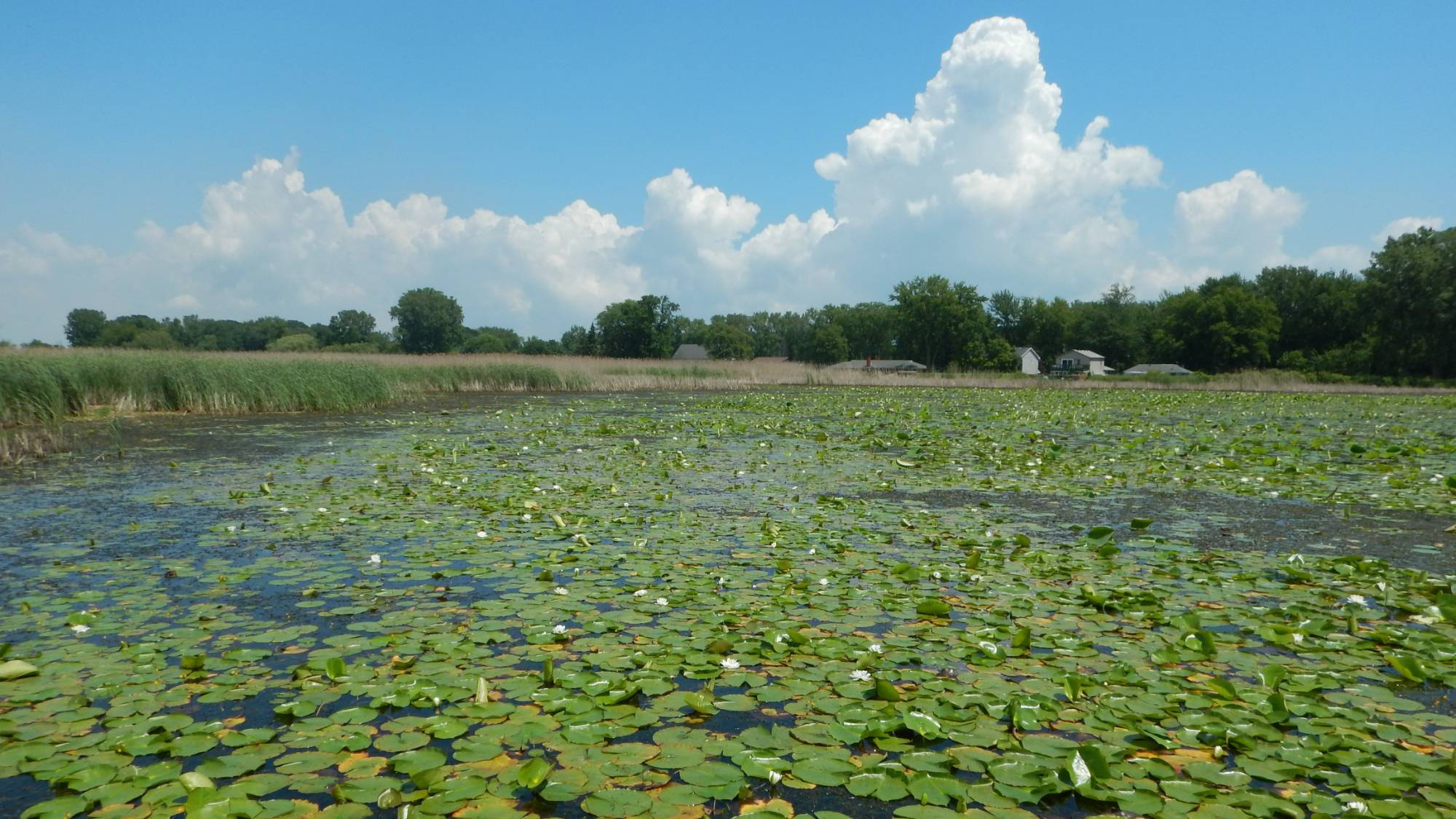 Lily pads covering a coastal wetland.